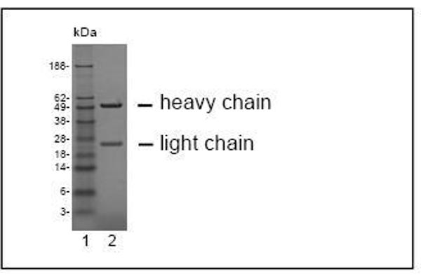 CEACAM19 antibody