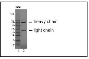 SDS-PAGE analysis of purified HY-8H10 monoclonal antibody. (CEACAM19 antibody)