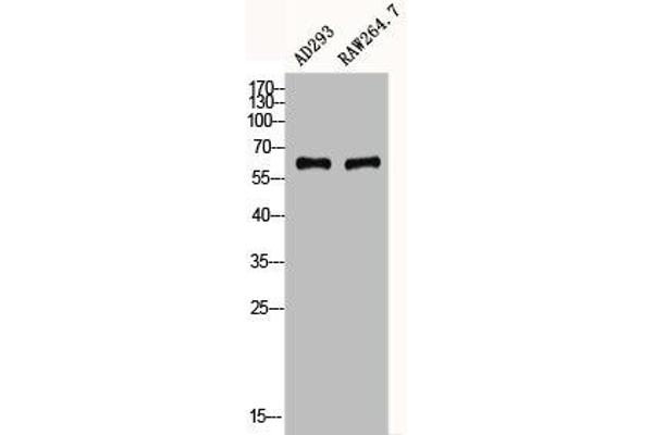 CYBB antibody  (C-Term)