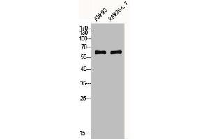 CYBB antibody  (C-Term)