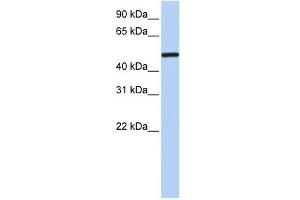 NR2F1 antibody used at 1 ug/ml to detect target protein. (NR2F1 antibody  (N-Term))