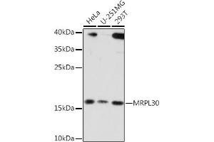 Western blot analysis of extracts of various cell lines, using MRPL30 Rabbit pAb (ABIN7268567) at 1:3000 dilution. (MRPL30 antibody  (AA 1-161))