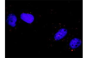 Proximity Ligation Analysis of protein-protein interactions between FLT1 and CRK. (Crk antibody  (AA 1-204))