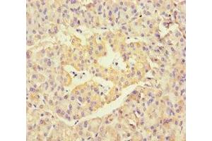 Immunohistochemistry of paraffin-embedded human pancreatic tissue using ABIN7169570 at dilution of 1:100 (NEU1 antibody  (AA 201-415))