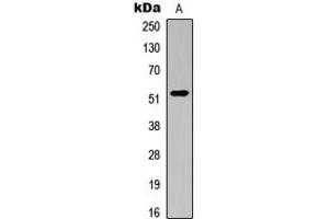 Western blot analysis of ATG4C expression in K562 (A) whole cell lysates. (ATG4C antibody  (N-Term))