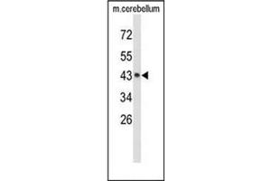 Western blot analysis of EXTL2 Antibody (C-term) in mouse cerebellum tissue lysates (35ug/lane). (EXTL2 antibody  (C-Term))