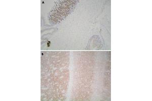 Immunohistochemistry (Formalin/PFA-fixed paraffin-embedded sections) of mouse stomach (A) and mouse cerebrum (B) with Leprotl1 polyclonal antibody . (LEPROTL1 antibody)