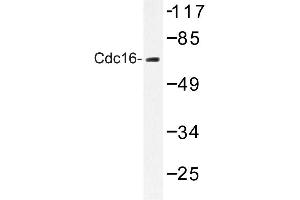 Image no. 1 for anti-Cell Division Cycle 16 Homolog (S. Cerevisiae) (CDC16) antibody (ABIN272281)
