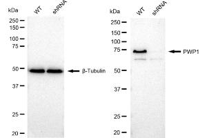 Western blotting analysis using PWP1 antibody (ABIN7800071). (Recombinant PWP1 antibody)