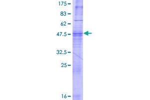 Olfactory Receptor, Family 52, Subfamily E, Member 4 (OR52E4) (AA 1-312) protein (GST tag)