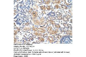 Rabbit Anti-AUH Antibody  Paraffin Embedded Tissue: Human Kidney Cellular Data: Epithelial cells of renal tubule Antibody Concentration: 4. (AUH antibody  (C-Term))
