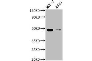 Western Blot Positive WB detected in: MCF-7 whole cell lysate, A549 whole cell lysate All lanes: SMAD3 antibody at 4 μg/mL Secondary Goat polyclonal to rabbit IgG at 1/50000 dilution Predicted band size: 49, 44, 36, 26 kDa Observed band size: 49 kDa