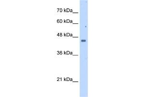 WB Suggested Anti-FDFT1 Antibody Titration:  2. (FDFT1 antibody  (N-Term))