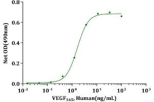 VEGF165, Human stimulates proliferation of HUVEC cells. (VEGF Protein)
