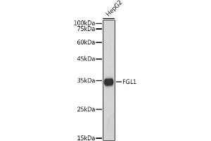 Western blot analysis of extracts of HepG2 cells, using FGL1 antibody (ABIN7267179) at 1:1000 dilution.