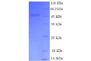 DR1-Associated Protein 1 (Negative Cofactor 2 Alpha) (DRAP1) (AA 4-198), (partial) protein (GST tag) (DRAP1 Protein (AA 4-198, partial) (GST tag))