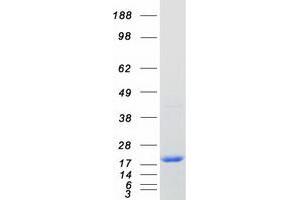 Validation with Western Blot (REEP5 Protein (Myc-DYKDDDDK Tag))