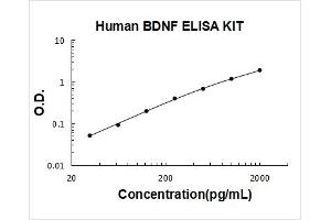 Brain-Derived Neurotrophic Factor (BDNF) ELISA Kit