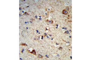 Immunohistochemistry (IHC) image for anti-Exostosin 2 (EXT2) antibody (ABIN3004162) (EXT2 antibody)