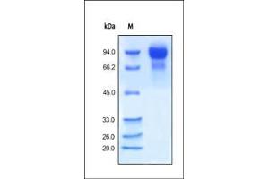 SDS-PAGE (SDS) image for Receptor Tyrosine-Protein Kinase ErbB-3 (ERBB3) (AA 20-643) protein (His tag) (ABIN2181038)