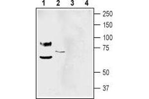 Western blot analysis of mouse brain membranes (lanes 1 and 3) and human SH-SY5Y neuroblastoma cell line lysate (lanes 2 and 4): - 1-2. (ASIC1 antibody  (Extracellular Loop))