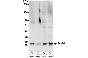 Western Blotting (WB) image for anti-Small Nuclear Ribonucleoprotein D3 Polypeptide 18kDa (SNRPD3) (AA 1-50) antibody (ABIN7454572)