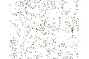 Immunocytochemistry (ICC) image for anti-Biotin antibody (ABIN7795748) (Recombinant Biotin antibody)