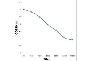 Antigen: 0. (NDUFV1 antibody  (AA 41-140))