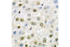 Immunohistochemical analysis of SSRP1 staining in mouse liver formalin fixed paraffin embedded tissue section. (SSRP1 antibody)
