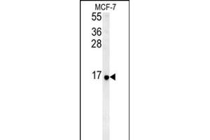 RPS26 Antibody (N-term)&65288,Cat(ABIN651454 and ABIN2840248)&65289,western blot analysis in MCF-7 cell line lysates (35 μg/lane). (RPS26 antibody  (N-Term))