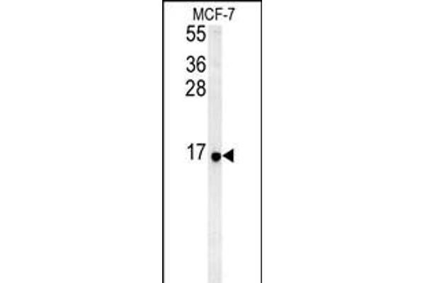 RPS26 antibody  (N-Term)