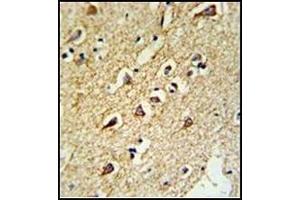 Formalin-Fixed, Paraffin-Embedded Human brain tissue reacted with RPL18A Antibody (C-term), which was peroxidase-conjugated to the secondary antibody, followed by DAB staining. (RPL18A antibody  (C-Term))