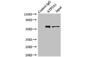 Immunoprecipitating ATP5A1 in Hela whole cell lysate Lane 1: Rabbit control IgG instead of (1? (ATP5F1A (AA 59-257) antibody)