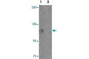 Western blot analysis of PIWIL3 in NIH/3T3 cell lysate with PIWIL3 polyclonal antibody  at 1 ug/mL in (1) the absence and (2) the presence of blocking peptide.