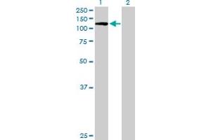 Western Blotting (WB) image for anti-Platelet/endothelial Cell Adhesion Molecule (PECAM1) (AA 1-738) antibody (ABIN518776)