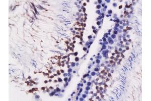 Formalin-fixed and paraffin embedded rat testis labeled with Rabbit Anti-GRP78 Polyclonal Antibody, Unconjugated  at 1:200 followed by conjugation to the secondary antibody and DAB staining