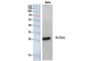 Western Blotting (WB) image for anti-Fms-Related tyrosine Kinase 3 Ligand (FLT3LG) (Internal Region) antibody (ABIN3181060)