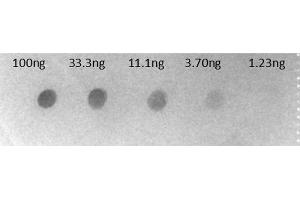 Dot Blot of Goat F(ab')2 Anti-HUMAN IgG F(c) Alkaline Phosphatase Conjugated Antibody Min X Bv Hs Ms & Rt Serum Proteins. (Goat anti-Human IgG (Fc Region) Antibody (Alkaline Phosphatase (AP)) - Preadsorbed)