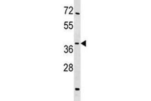 SIRT4 antibody western blot analysis in mouse testis tissue lysate.