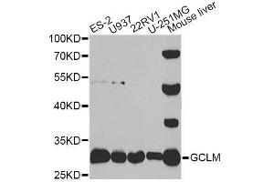 Western blot analysis of extracts of various cell lines, using GCLM antibody. (GCLM antibody  (AA 1-274))