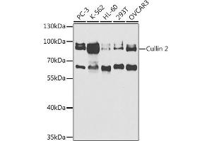 Western blot analysis of extracts of various cell lines, using Cullin 2 antibody (ABIN6129299, ABIN6139249, ABIN6139250 and ABIN6220930) at 1:1000 dilution. (Cullin 2 antibody  (AA 40-310))