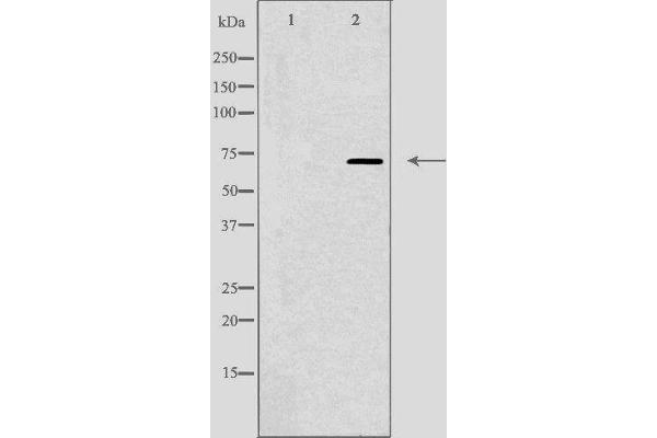 Neurexin 3 antibody  (N-Term)