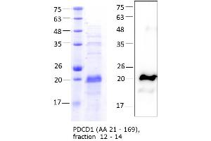 Western Blotting (WB) image for Programmed Cell Death 1 (PDCD1) (AA 21-169) protein (His tag) (ABIN3121372) (PD-1 Protein (AA 21-169) (His tag))