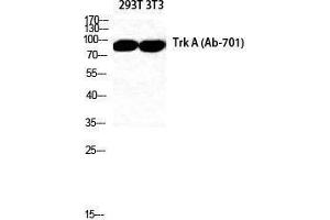 Western Blotting (WB) image for anti-Neurotrophic Tyrosine Kinase, Receptor, Type 1 (NTRK1) (Thr183), (Tyr185) antibody (ABIN3187344)