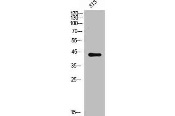 CXCR5 anticorps  (N-Term)