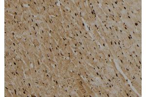 ABIN6274012 at 1/100 staining Rat heart tissue by IHC-P. (GATA2 antibody)