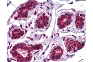 Anti-JMJD5 antibody IHC of human breast.