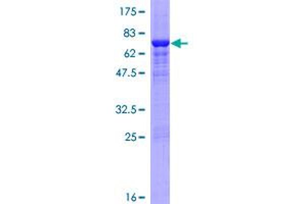 SULT2B1 Protein (AA 1-365) (GST tag)