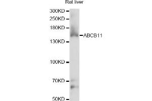 Western blot analysis of extracts of rat liver, using ABCB11 antibody (ABIN6291730) at 1:1000 dilution. (ABCB11 antibody)