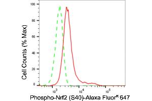 Flow cytometric analysis of Phospho-Nrf2 (S40) expression in HeLa cells using Phospho-Nrf2 (S40) antibody (ABIN7799630), 1:2,000). (Recombinant NRF2 antibody  (pSer40))